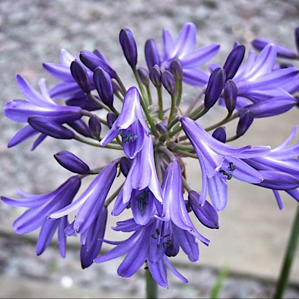 Thompson & Morgan Agapanthus Africanus His Majesty Plant Pot 3L Image 1