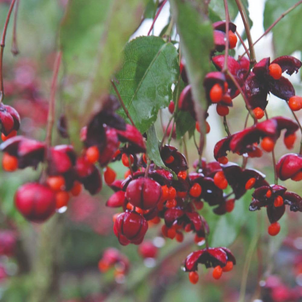 Thompson and Morgan Euonymus Europaeus Red Cascade Plant Pot 15L Image 1