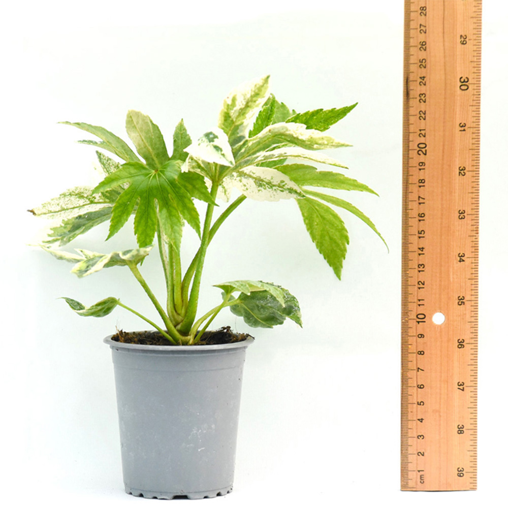 Thompson and Morgan Fatsia Duo Plant Pot 9cm 2 Pack Image 7