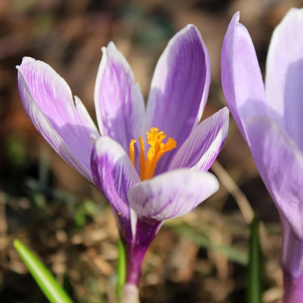 Thompson and Morgan Crocus Vanguard Planting Bulb 8 Pack Image 1