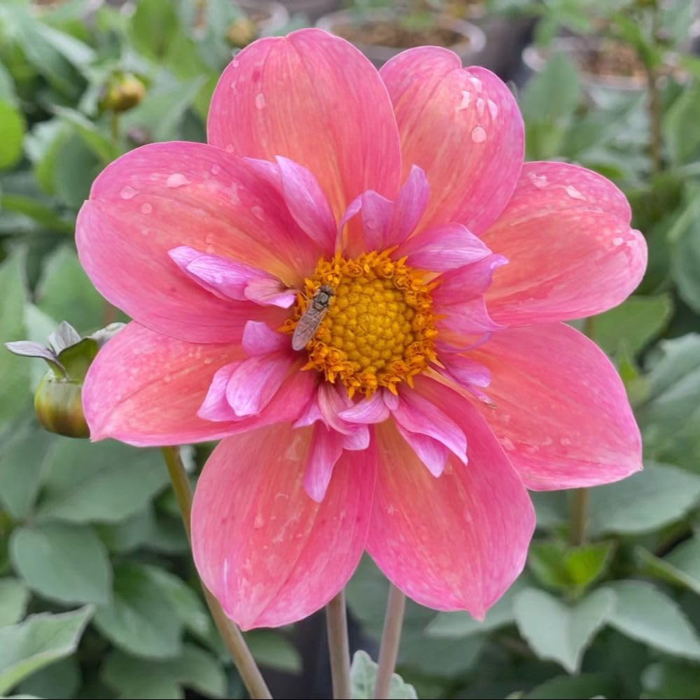 Thompson and Morgan Dahlia Strawberry Bon Bon Plant Pot 3L Image 1