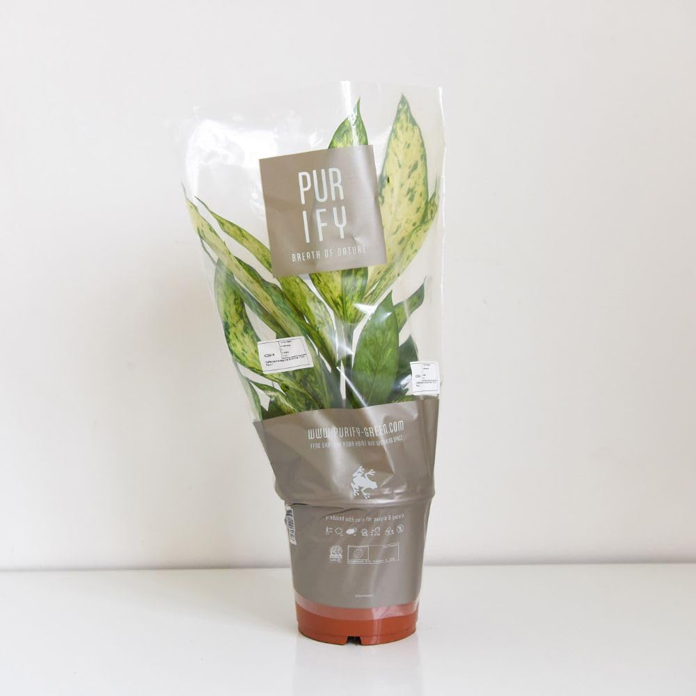 Thompson and Morgan Dieffenbachia Seguine Sublime Plant Pot 17cm 2 Pack Image 2