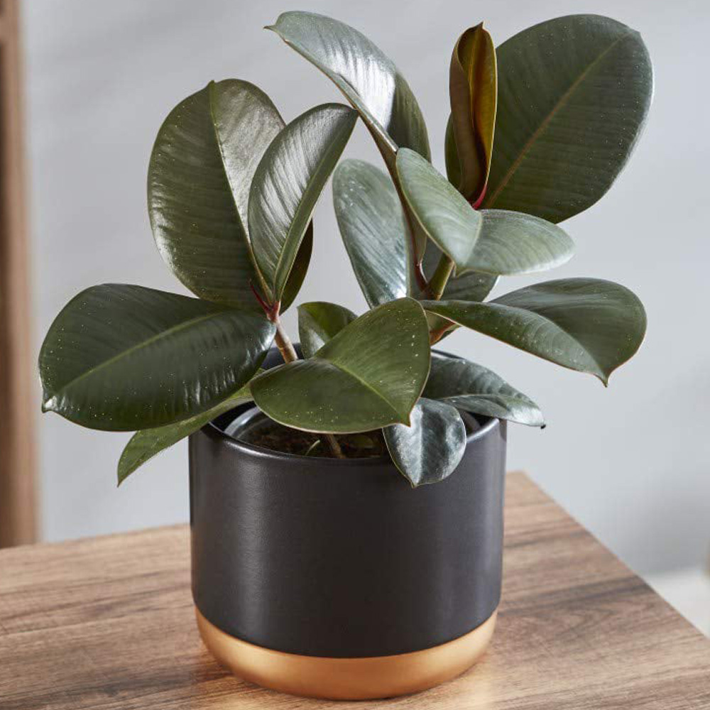 Thompson and Morgan Ficus Indian Rubber Plant Pot 12cm 2 Pack Image 1