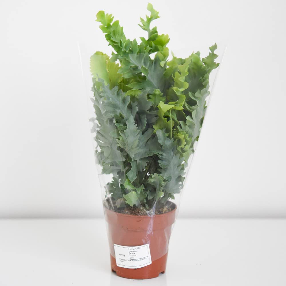 Thompson and Morgan Phlebodium Aureum Davana Plant Pot 12cm Image 5