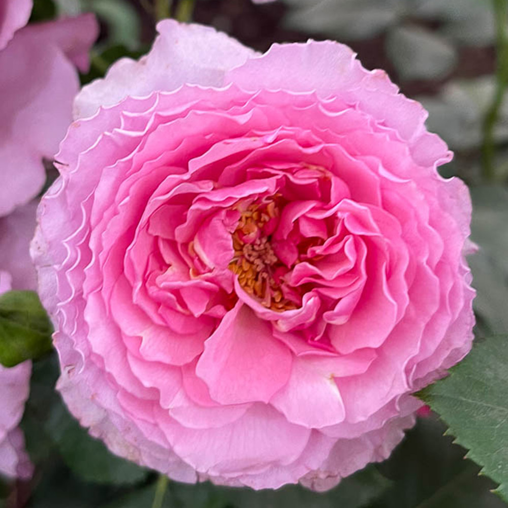 YouGarden Platinum Jubilee Bare Root Rose 2 Pack Image 1