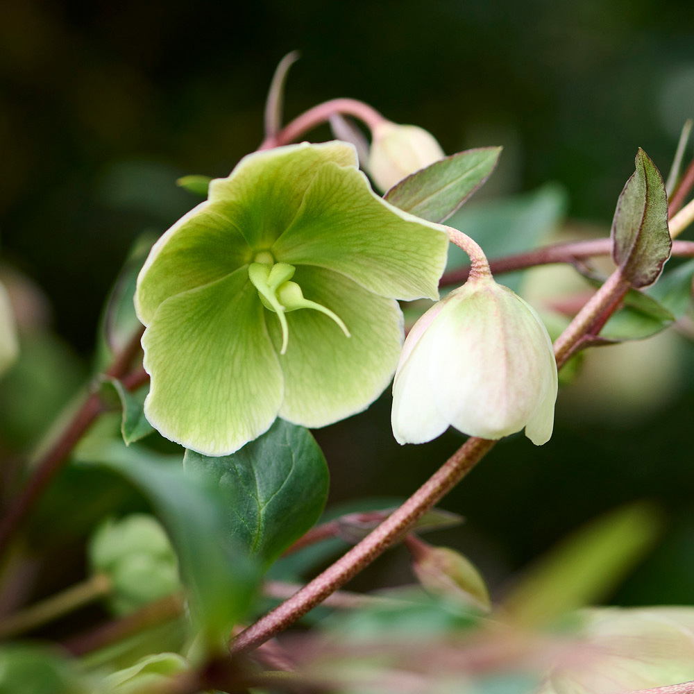 YouGarden Hellebore Winter Bells Jumbo Plant Plug 3 Pack Image 3