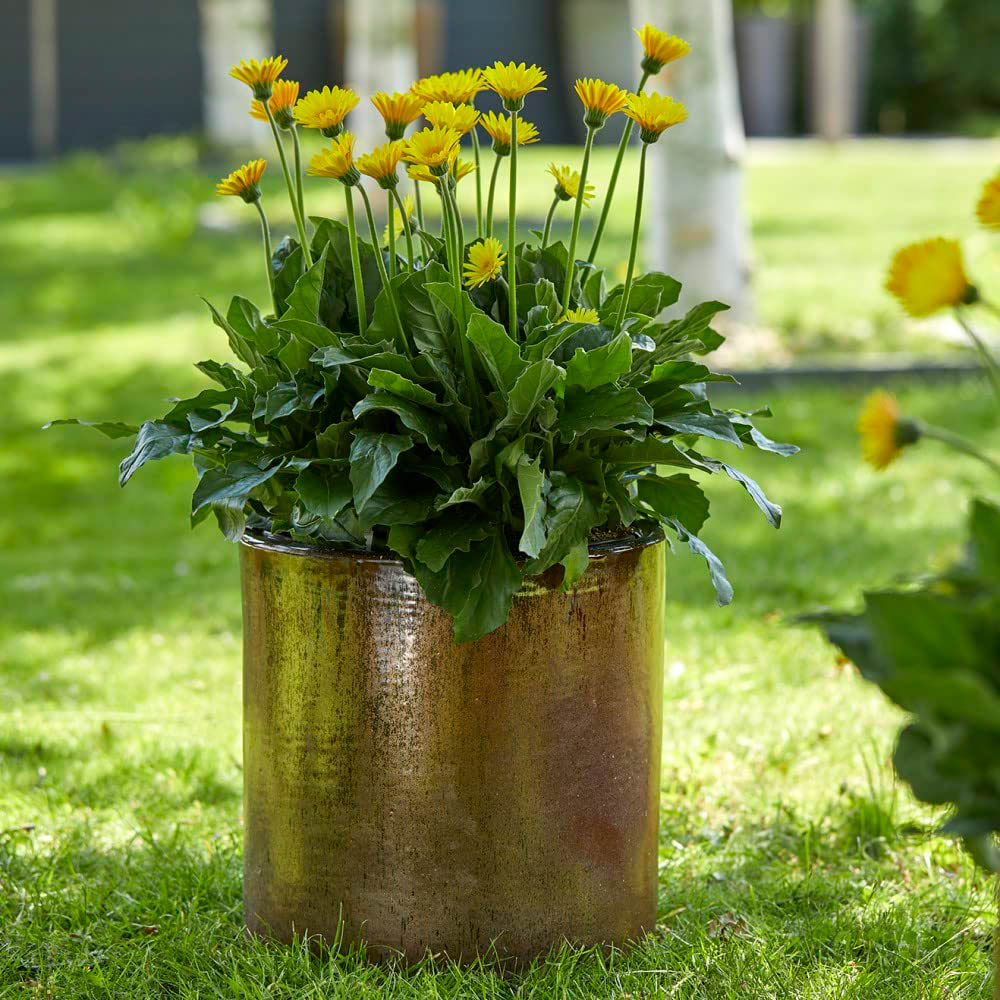 Thompson and Morgan Gerbera Garvinea Cheeky Yellow Plant Pot 7cm Image 3