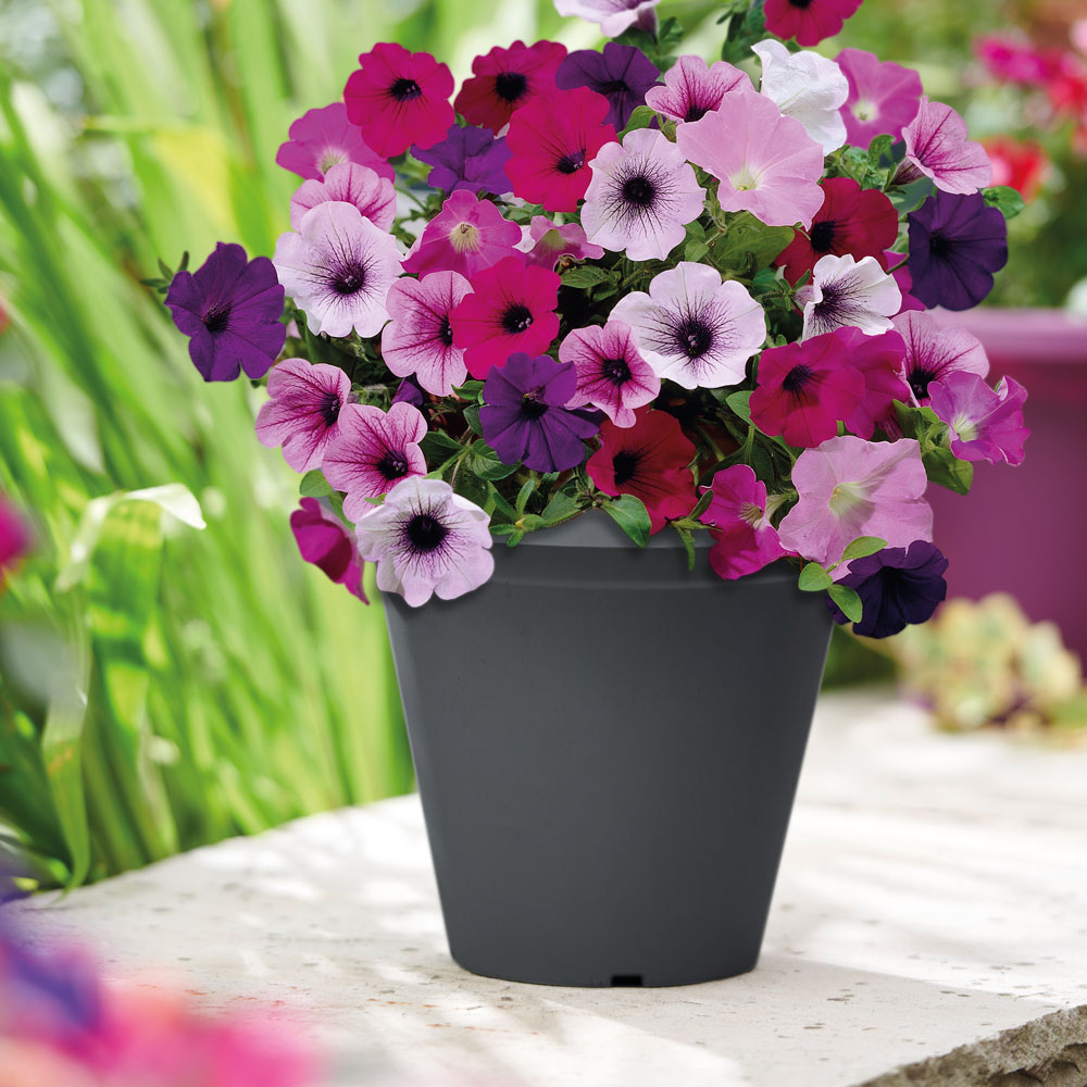 Clever Pots Petunia Sow and Grow Kit with a 19/20cm Round Pot Image 4