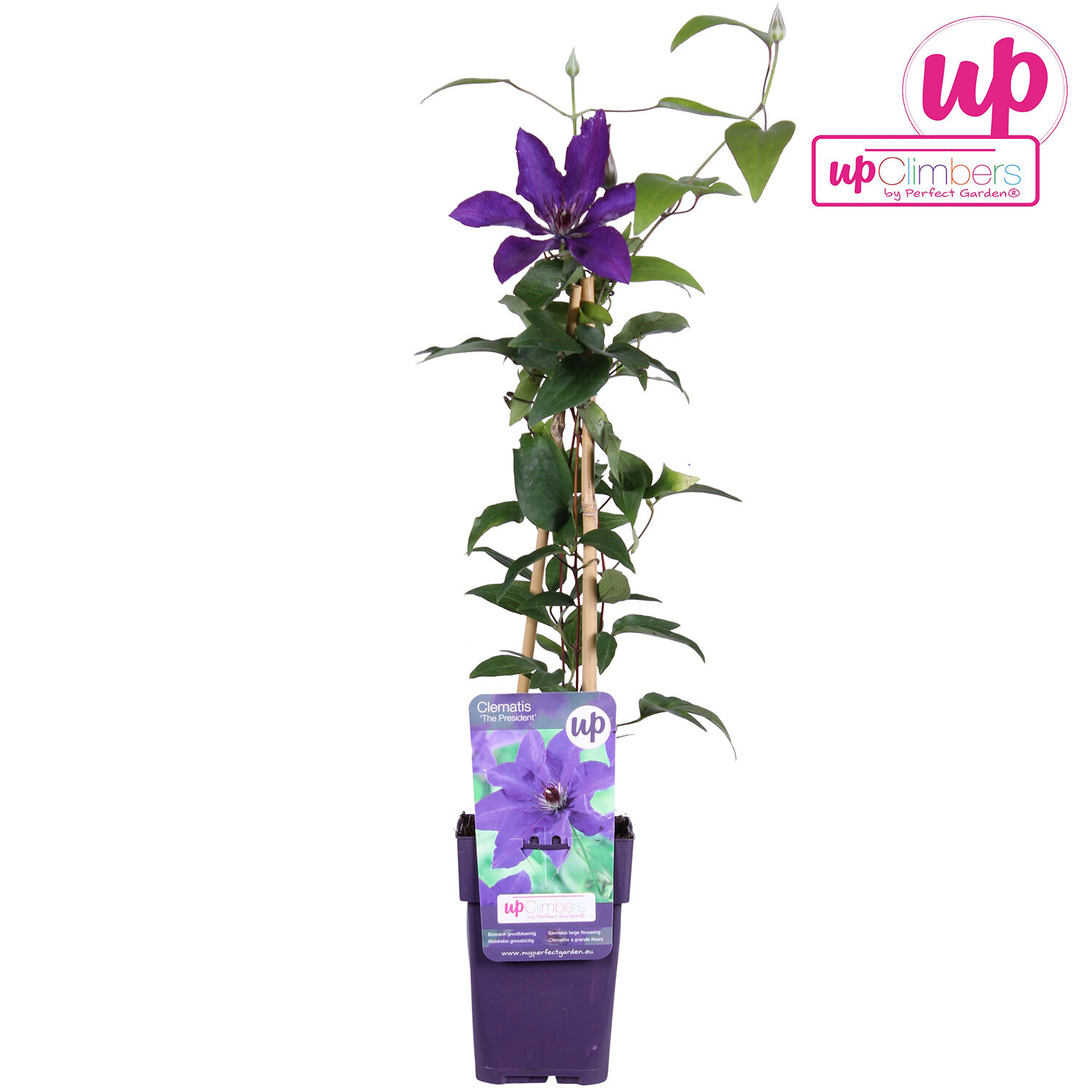 Clematis 12cm - President Image
