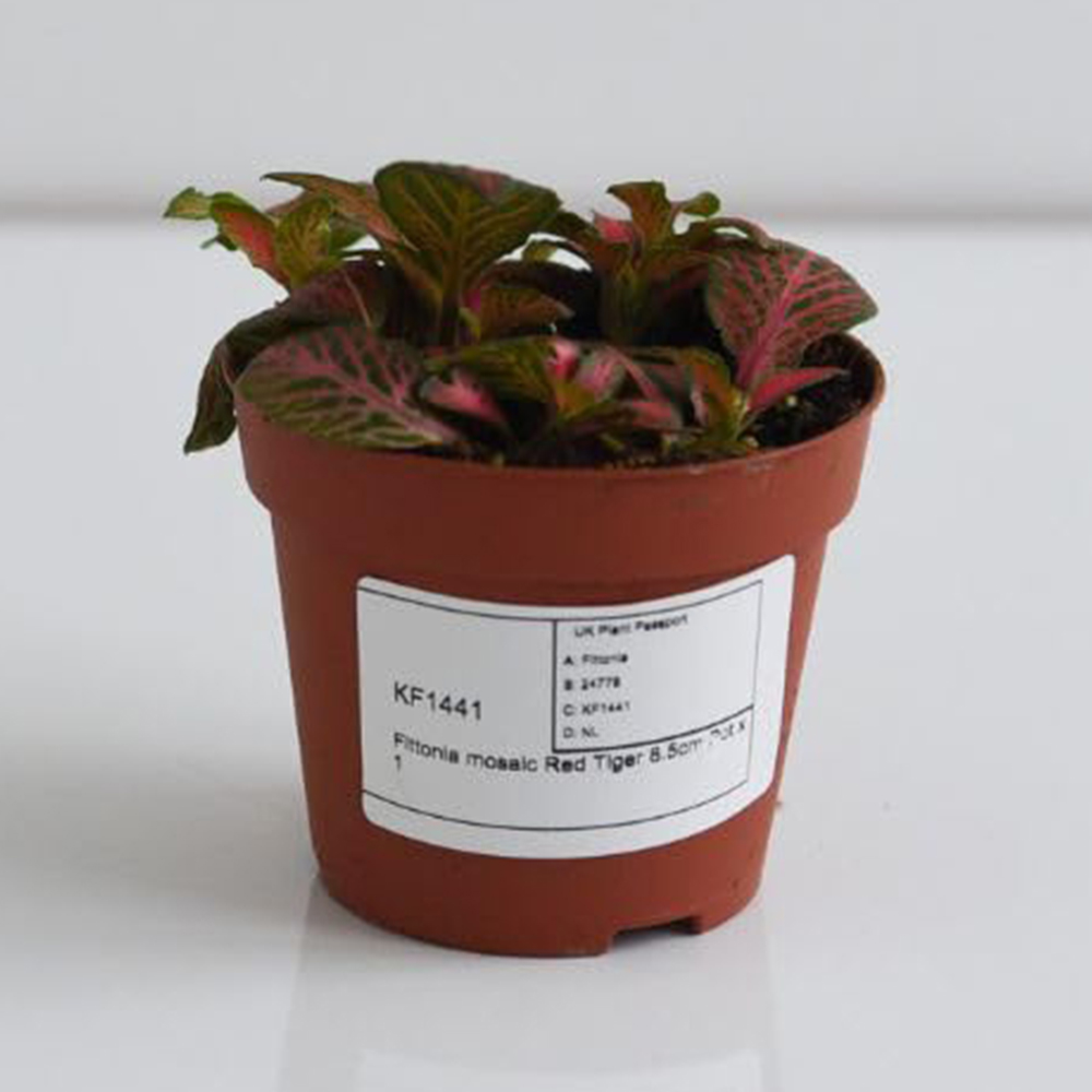 Thompson and Morgan Fittonia Mosaic Red Tiger Plant Pot 8.5cm 2 Pack Image 2