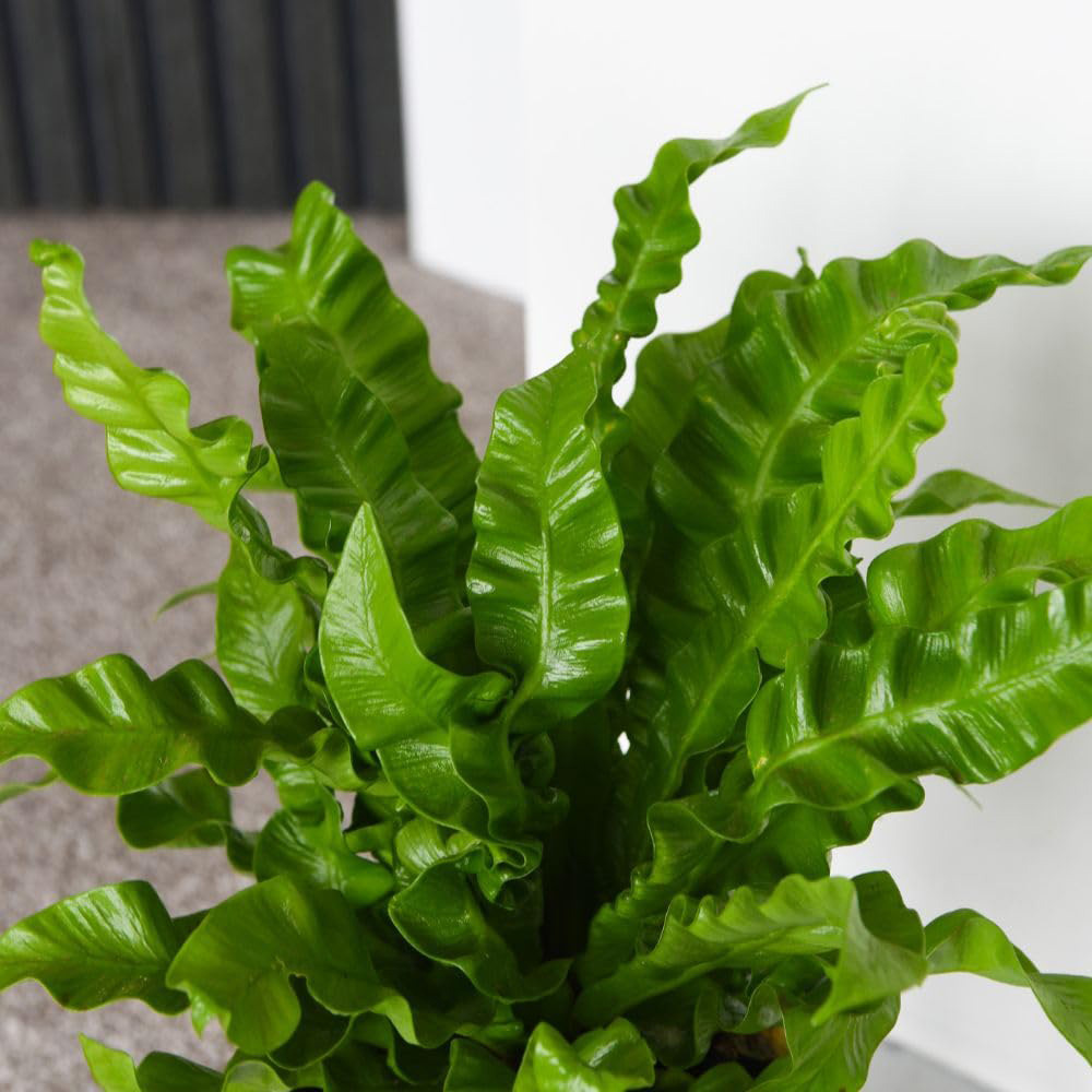 Thompson and Morgan Asplenium Nidus Crispy Wave Plant Pot 12cm 2 Pack Image 4