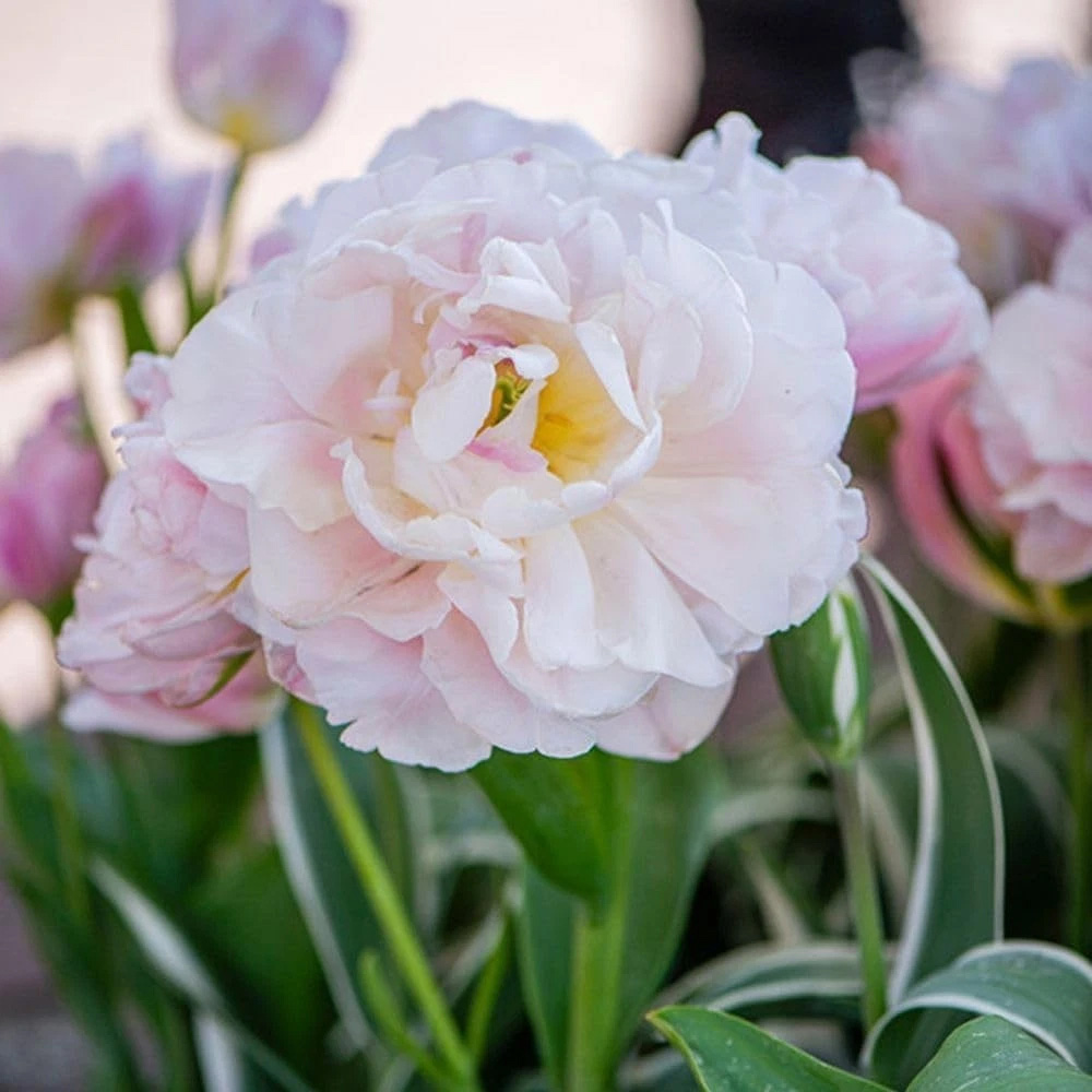 Thompson and Morgan Tulip Dreamer Blush Pink Planting Bulb 8 Pack Image 3