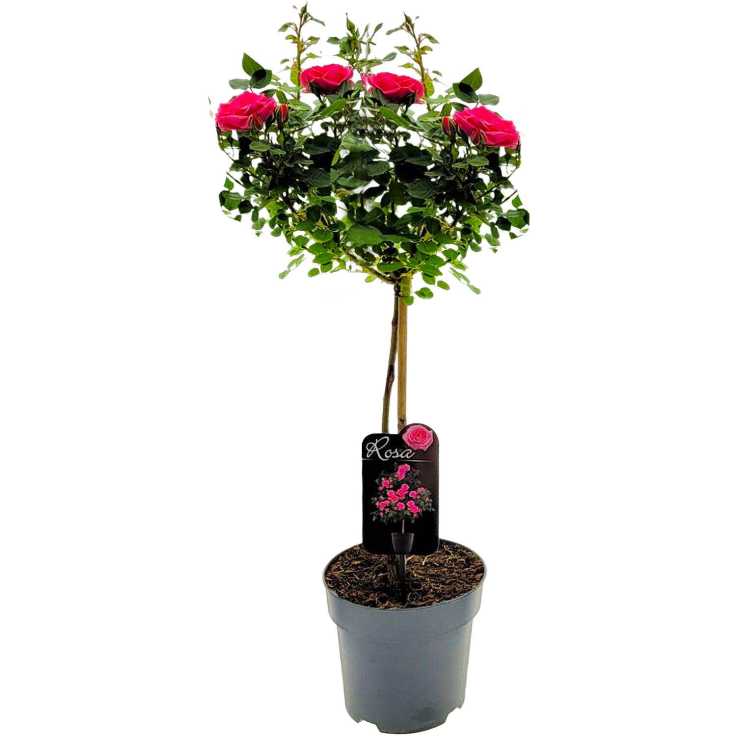 Rose on Stem Plant Image 4