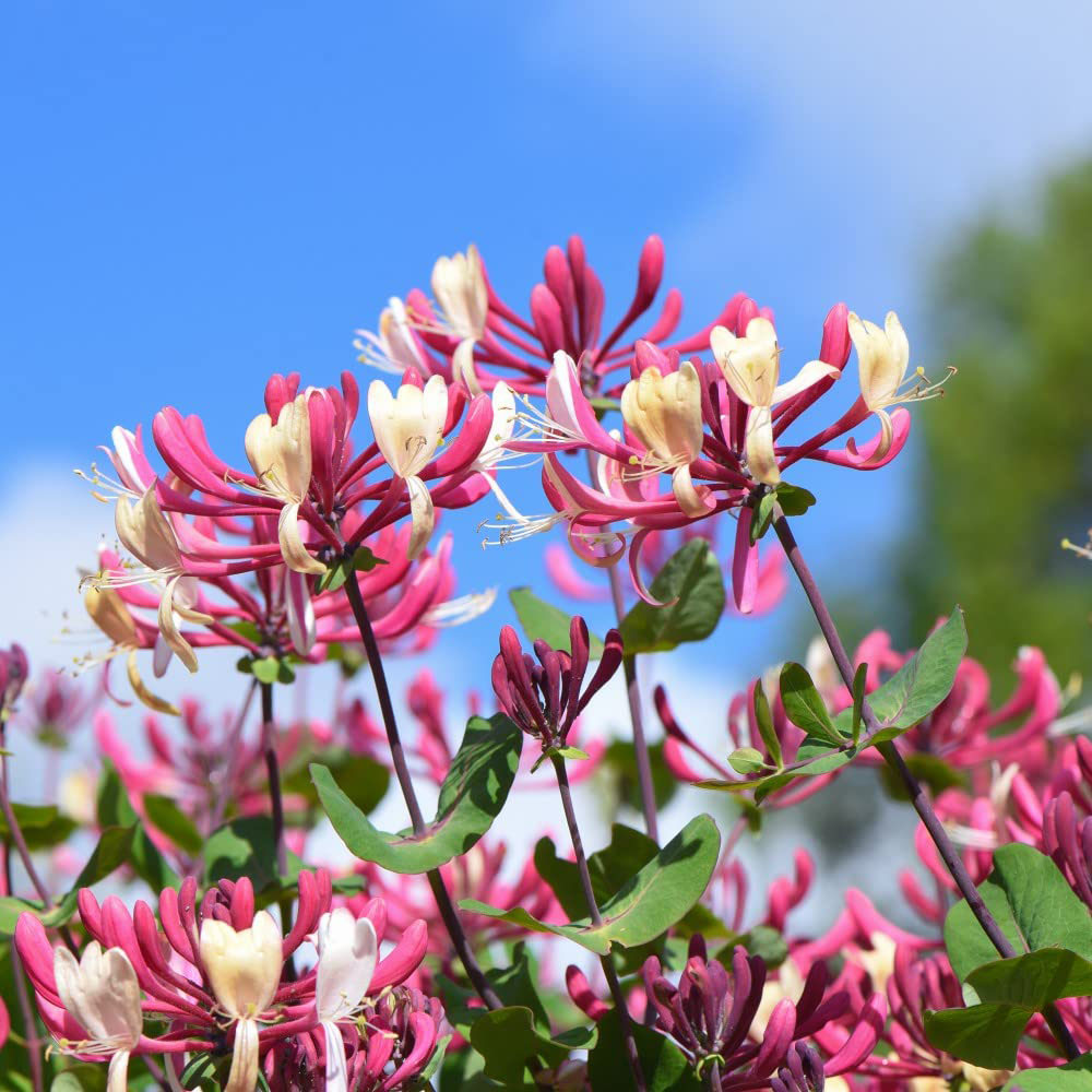 Thompson and Morgan Lonicera Periclymenum Belgica Plant Pot 1.7L Image 2
