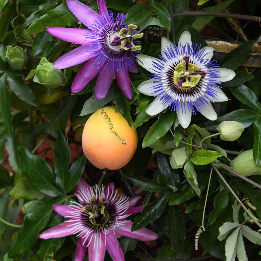 Thompson and Morgan Passiflora Passion Flower Collection Plant Pot 9cm 3 Pack Image 1