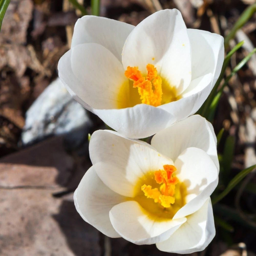 Thompson and Morgan Crocus Dutch White Planting Bulb 20 Pack Image 1