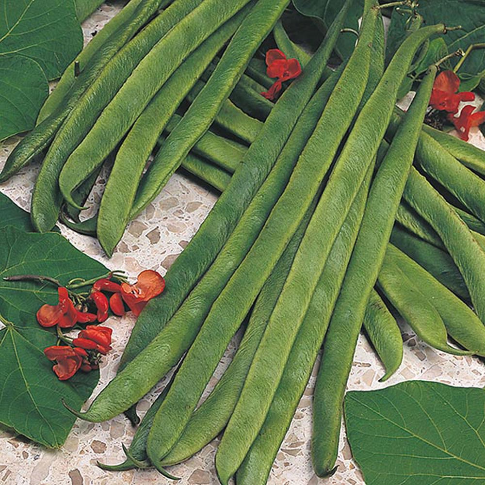 Wilko Runner Bean Armstrong Seeds Image 1