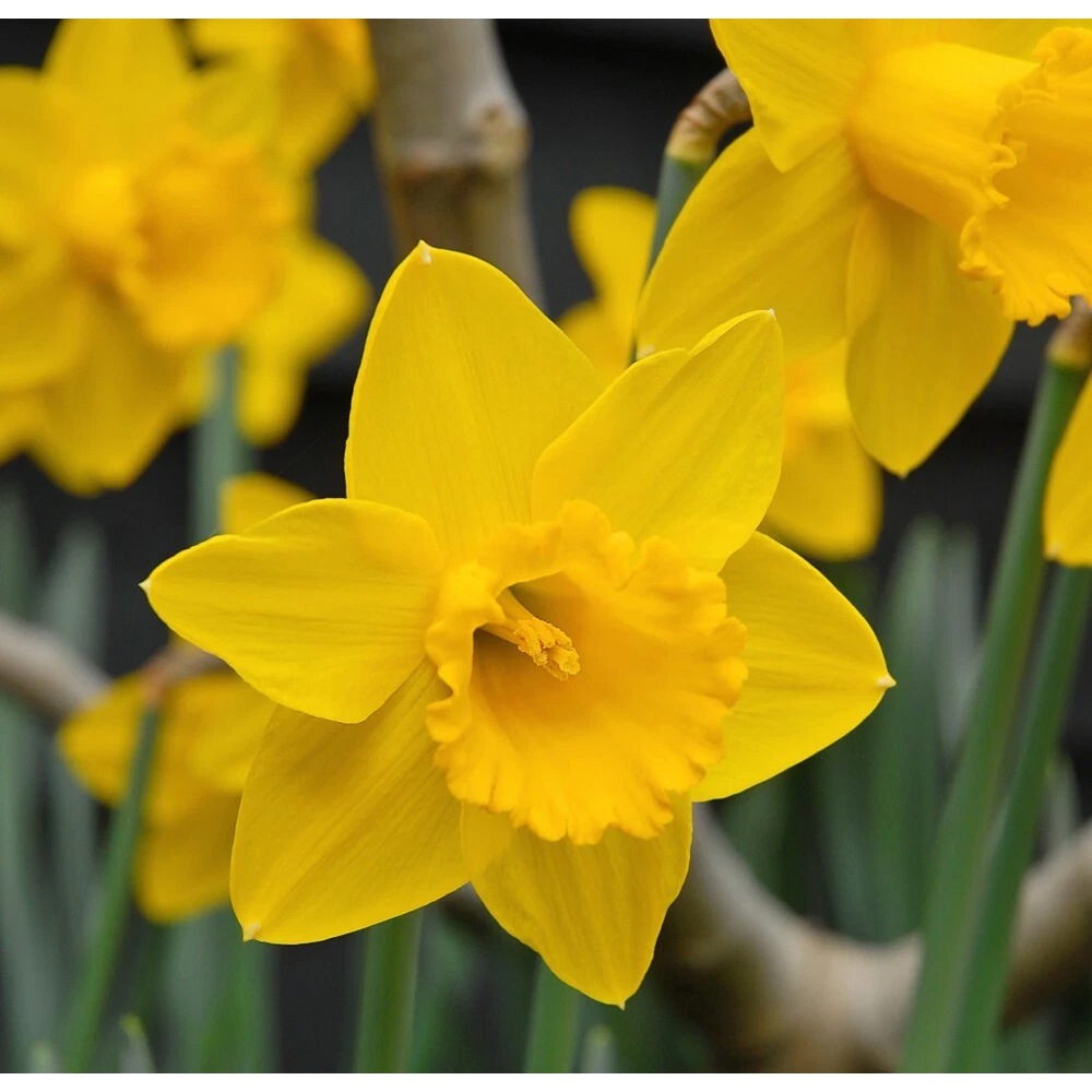 Thompson and Morgan Daffodil Golden King Alfred Planting Bulb 32 Pack Image 3