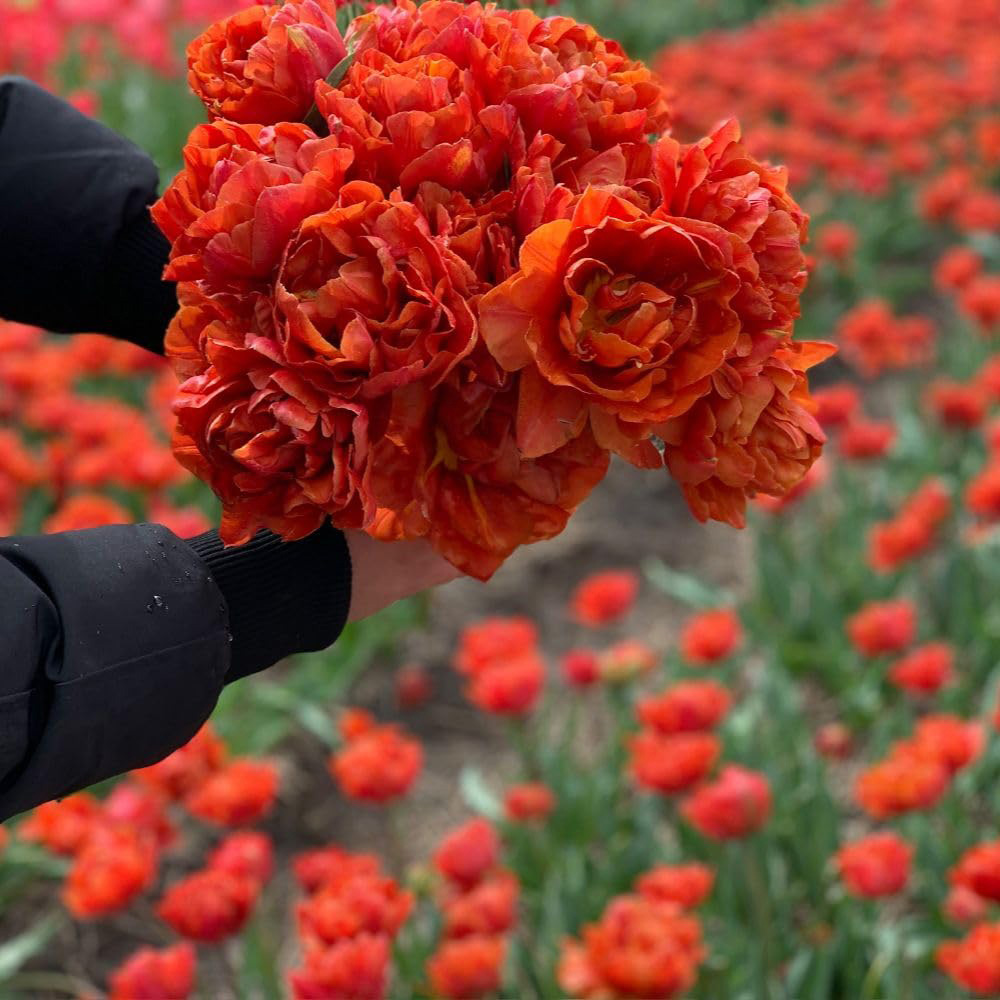 Thompson and Morgan Tulip Orange Flavour Planting Bulb 16 Pack Image 2