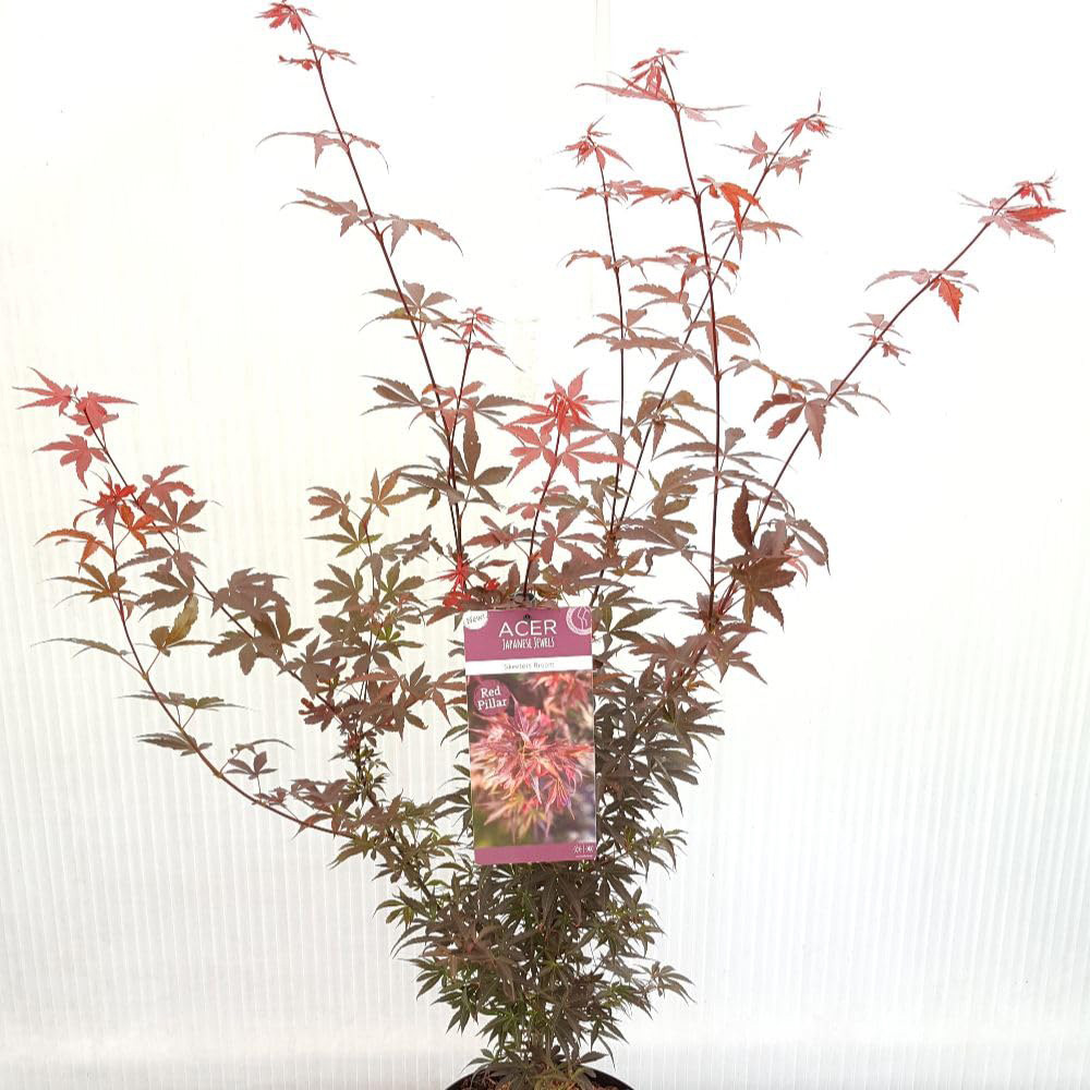 Thompson & Morgan Acer Palmatum Skeeters Broom Plant Pot 4L Image 2