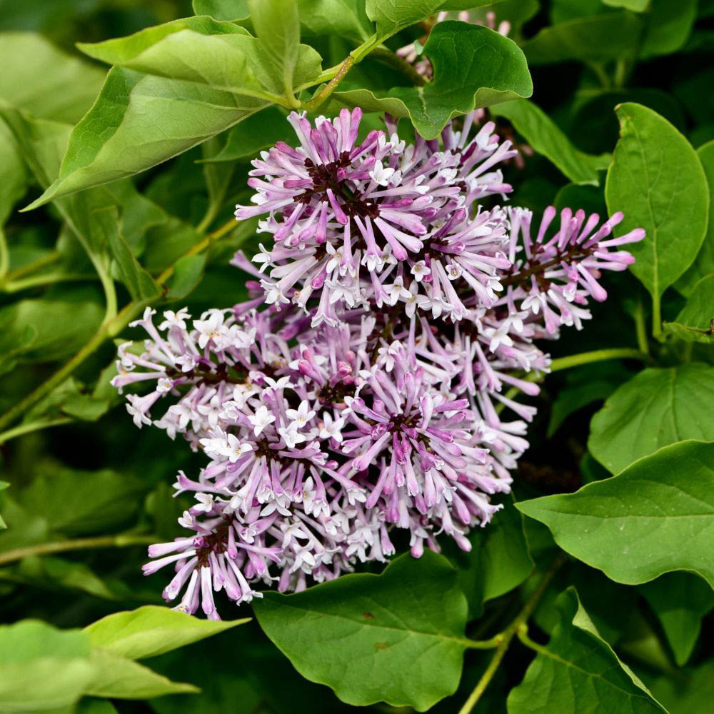 Thompson and Morgan Syringa Patula Miss Kim Plant Pot 9cm Image 1