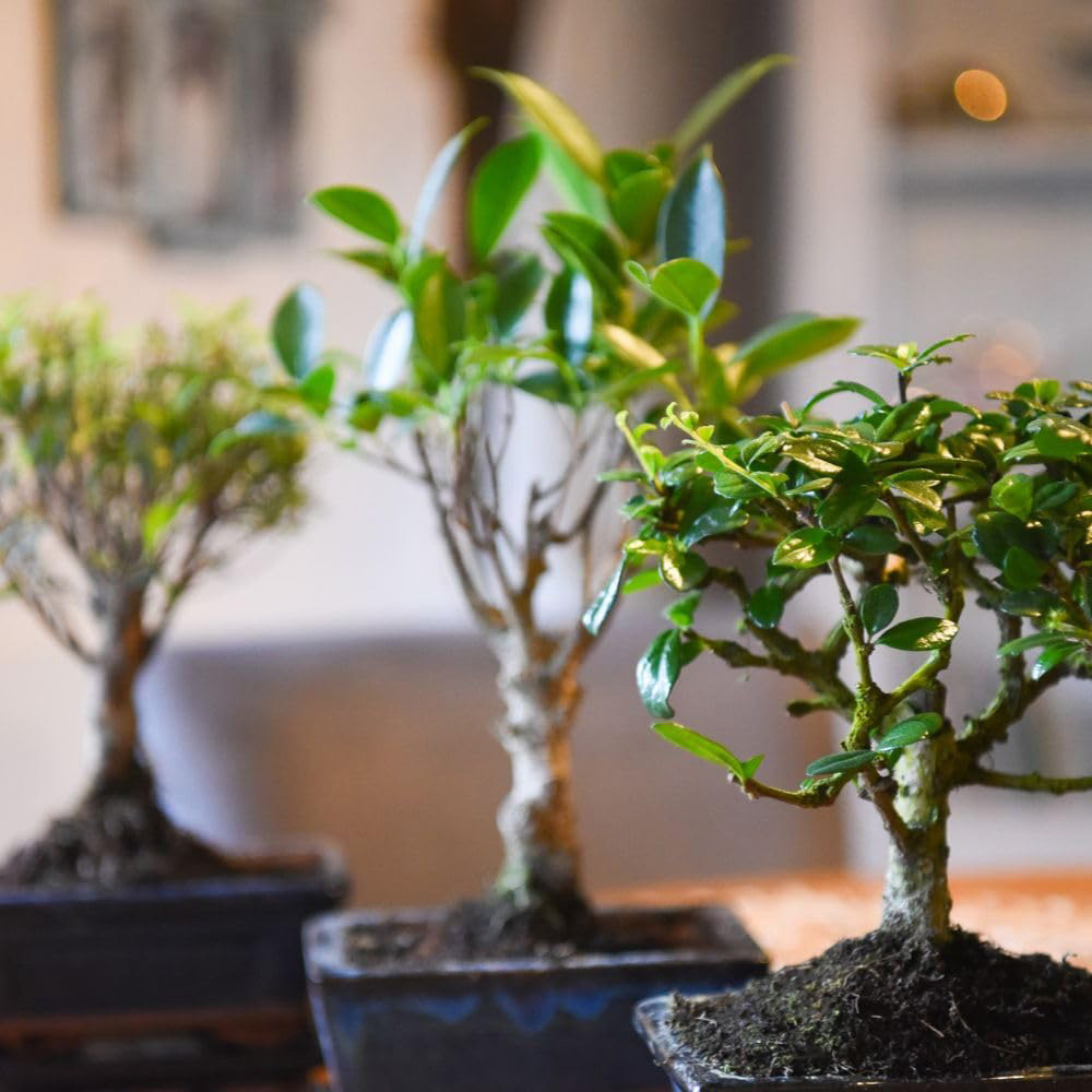 Thompson & Morgan Bonsai Mix Plant Pot 2 Pack Image 3