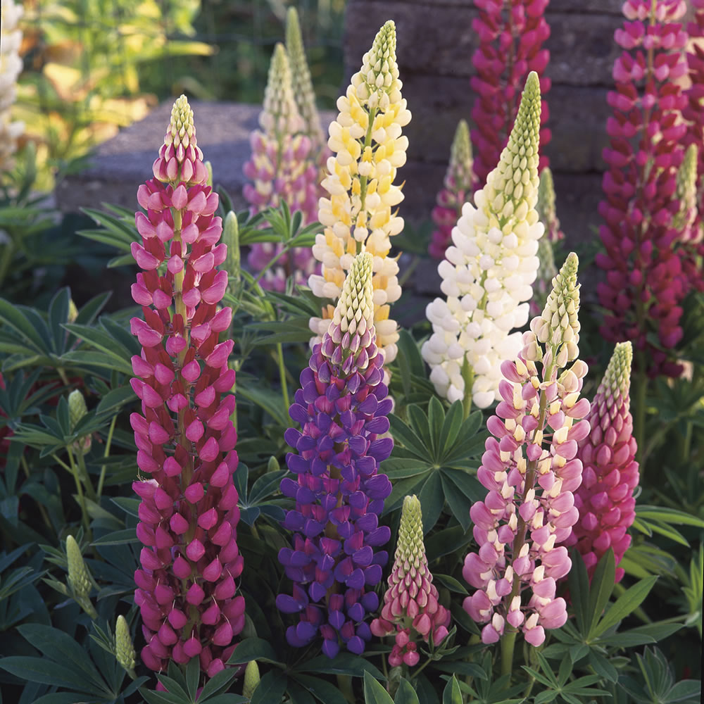 Wilko Lupin Festival Mix Seeds Image 1