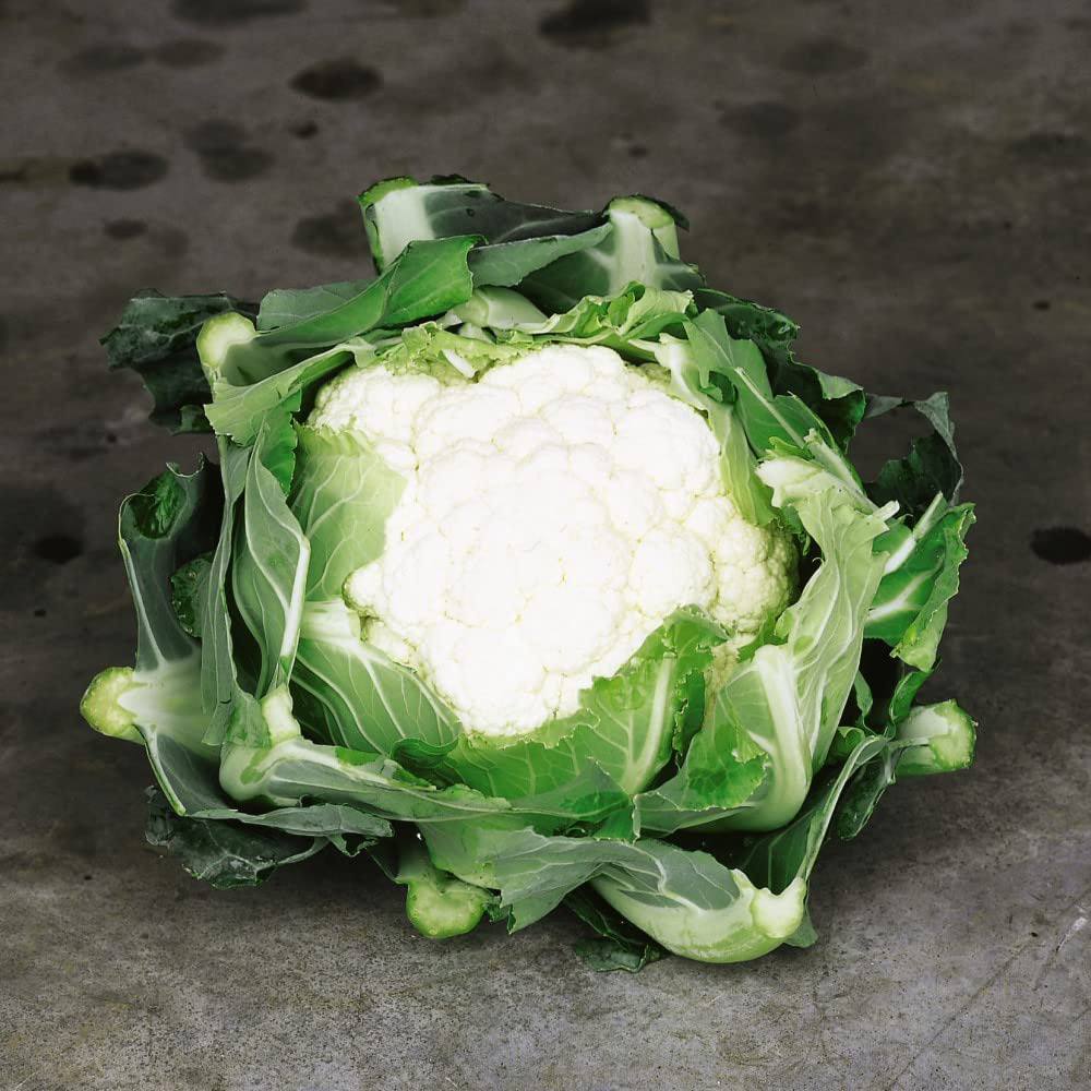 Thompson & Morgan Club Root Collection Postiplug Plant 4 Pack Image 5