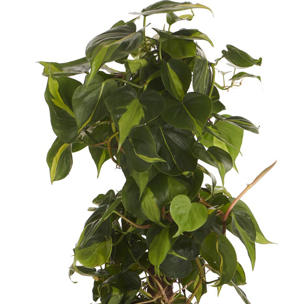 Wilko Philodendron Brasil Moss Pole 70-90cm Image 4