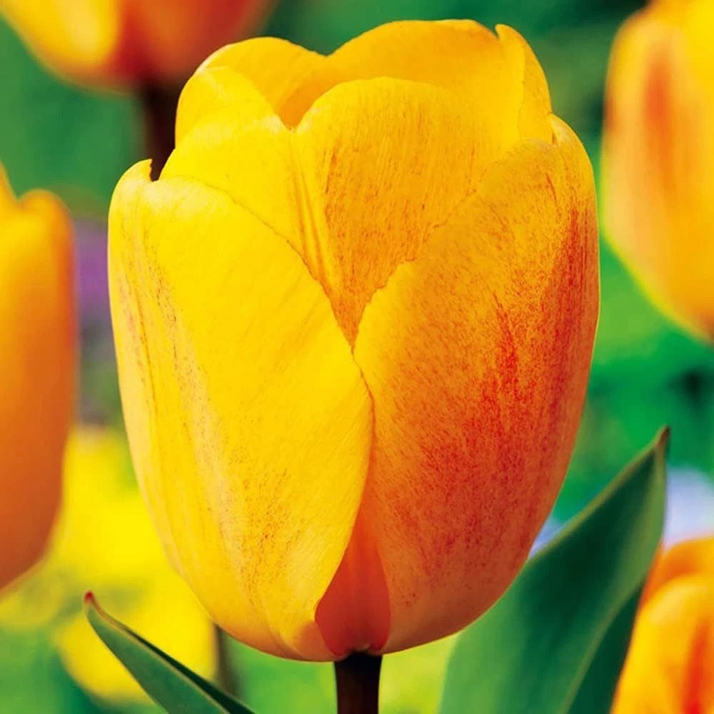 Thompson and Morgan Tulip Darwin Hybrid Golden Apeldoorn Autumn Planting Bulb 32 Pack Image 3