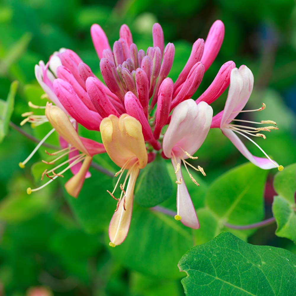 Thompson and Morgan Lonicera Periclymenum Serotina Plant Pot 3L Image 1