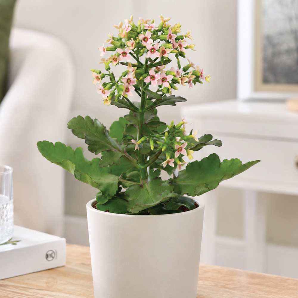 Thompson & Morgan Pink Kalanchoe Blossfeldiana Feminine Plant Pot 14cm 2 Pack Image 3
