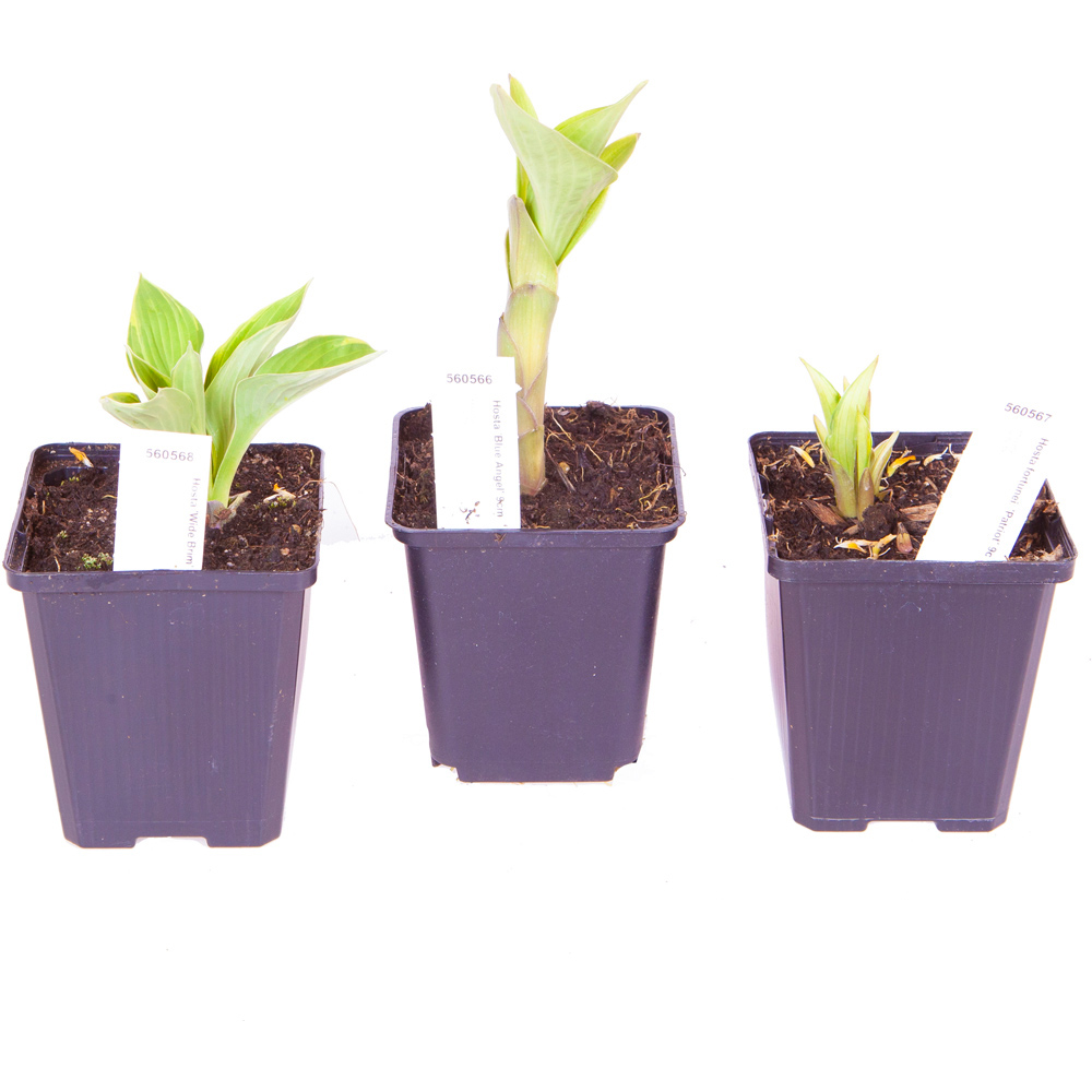 YouGarden Hardy Hosta Collection 3 Pack Image 5