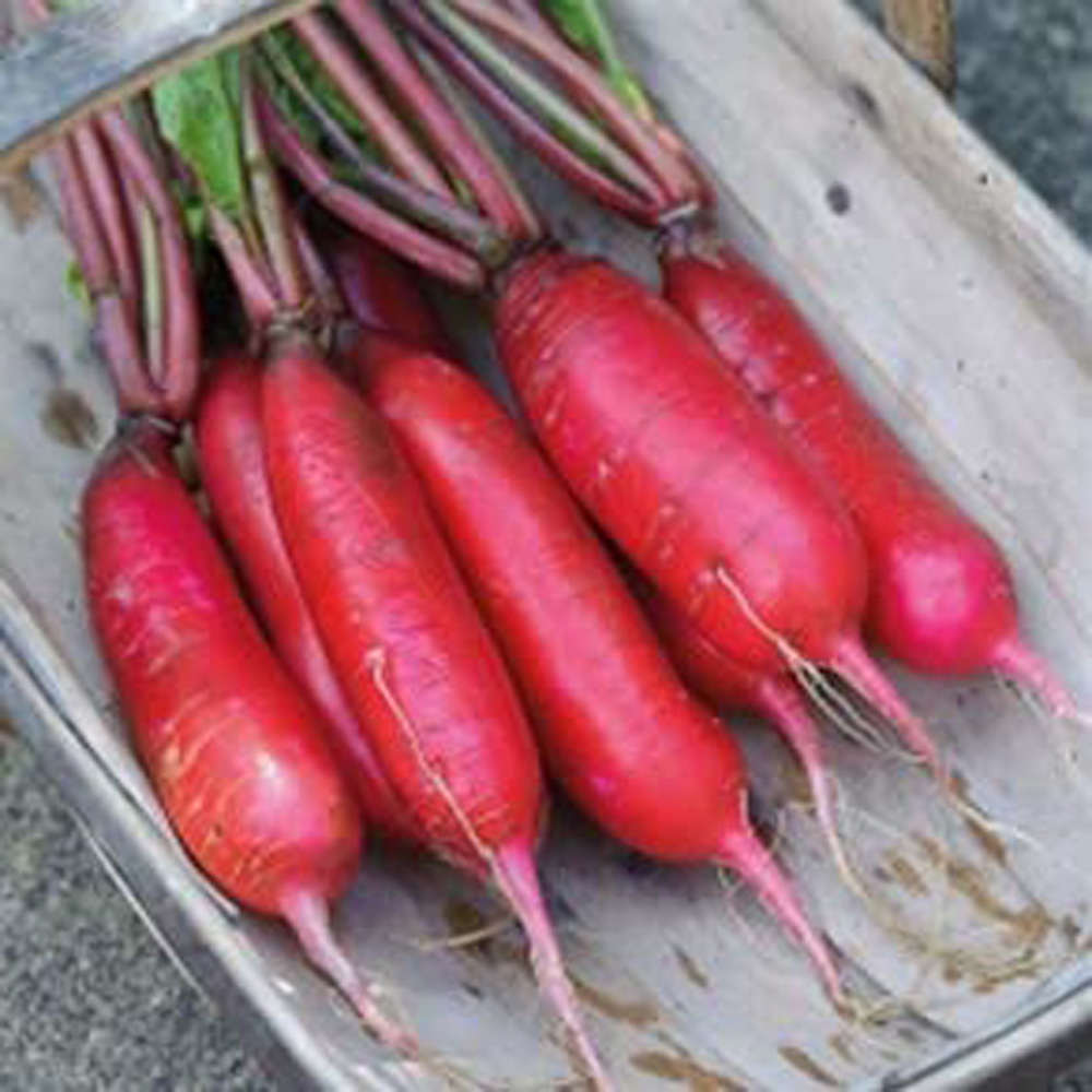 Thompson & Morgan Radish Dragon F1 Hybrid Seeds Image 1