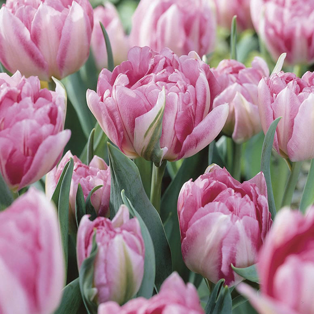 Wilko Autumn Bulbs Tulips Foxtrot 10/11 8pk Image 1