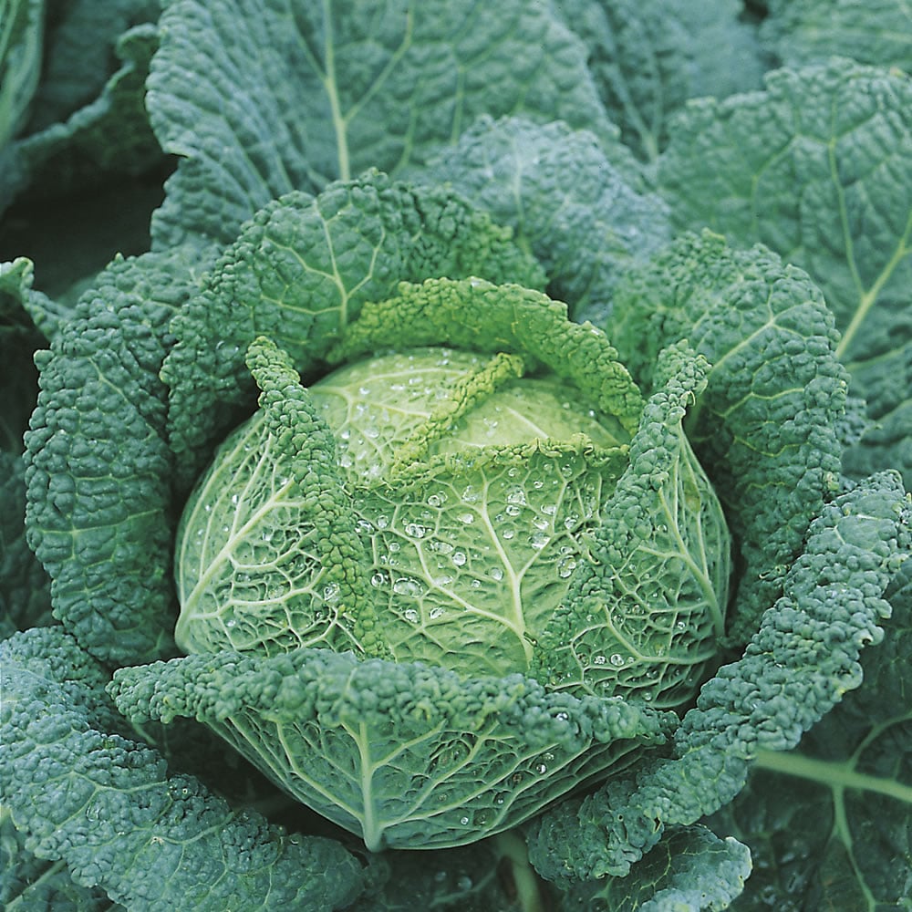 Johnsons Cabbage Savoy Vertus Seeds Image 1