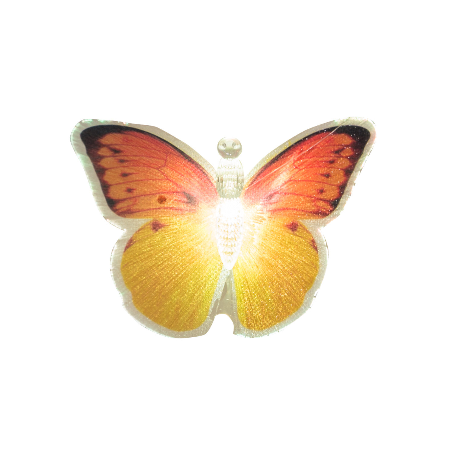 Colour Changing Butterfly Image 7