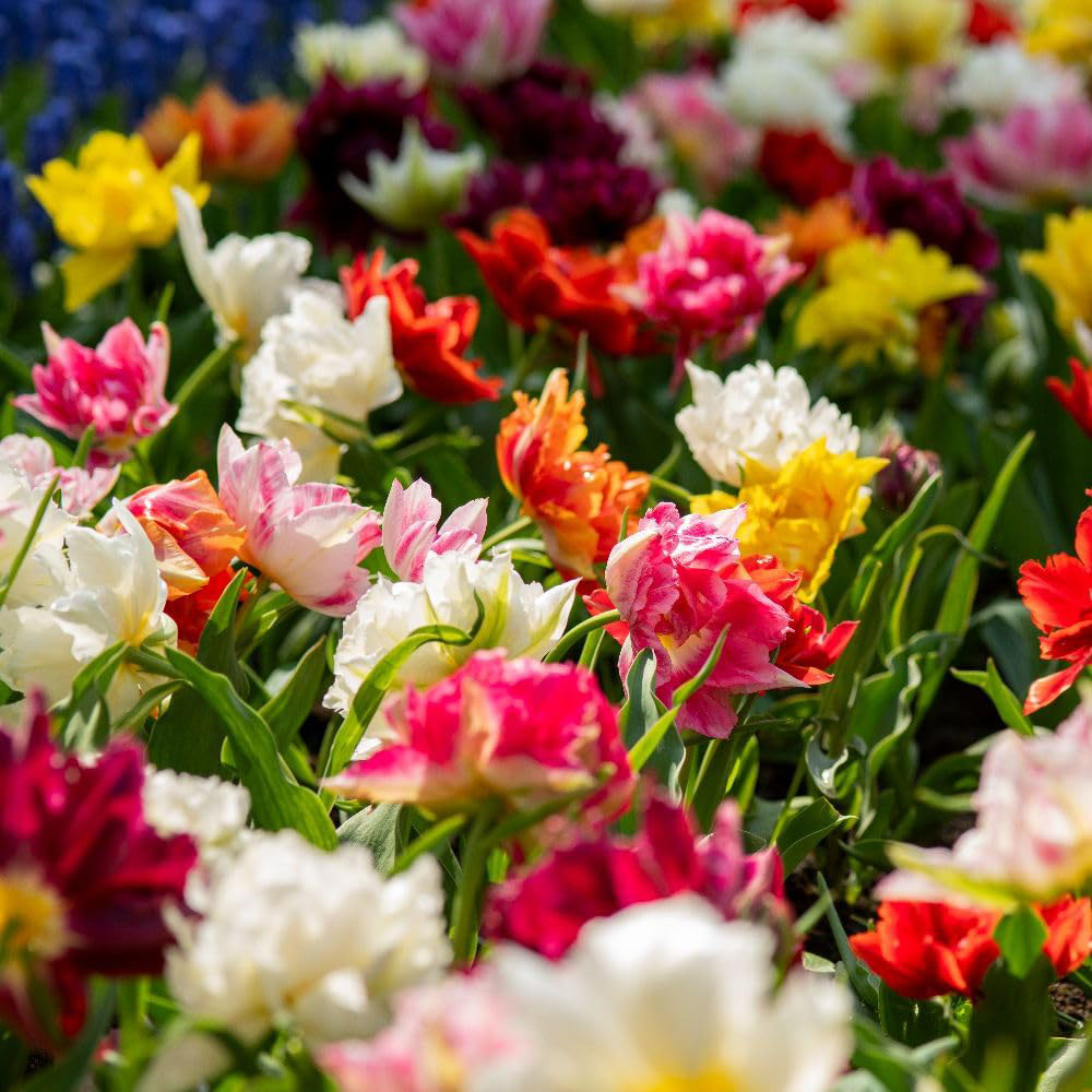Thompson and Morgan Tulip Murillo Mixed Bulbs 8 Pack Image 2
