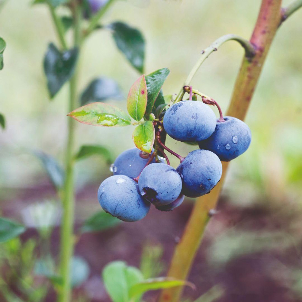 Thompson and Morgan Organic Blueberry Bluecrop Plant Pot 2L 2 Pack Image 2