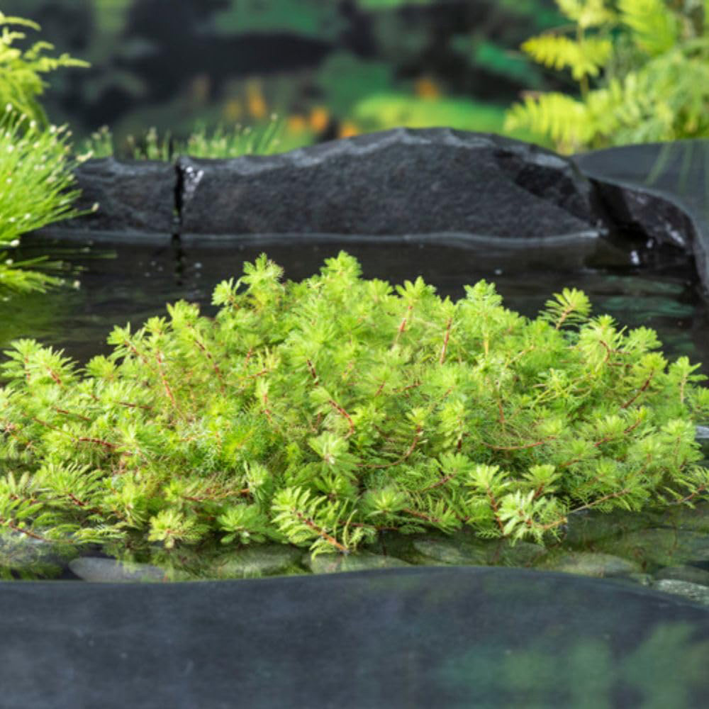 Thompson and Morgan Myriophyllum Rubricaule Plant Basket 11cm 2 Pack Image 2