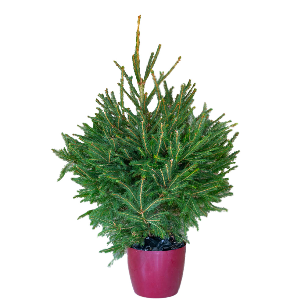 Pot Grown Norway Spruce Christmas Tree 80 -100cm Image 2