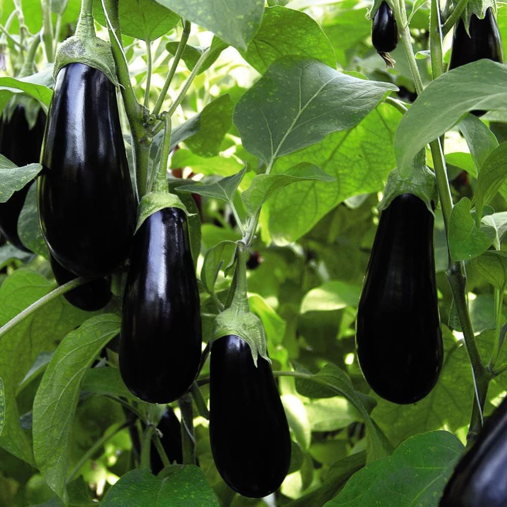 Thompson and Morgan Nurserymans Choice Grafted Vegetable Plant Pot 9cm 12 Pack Image 6