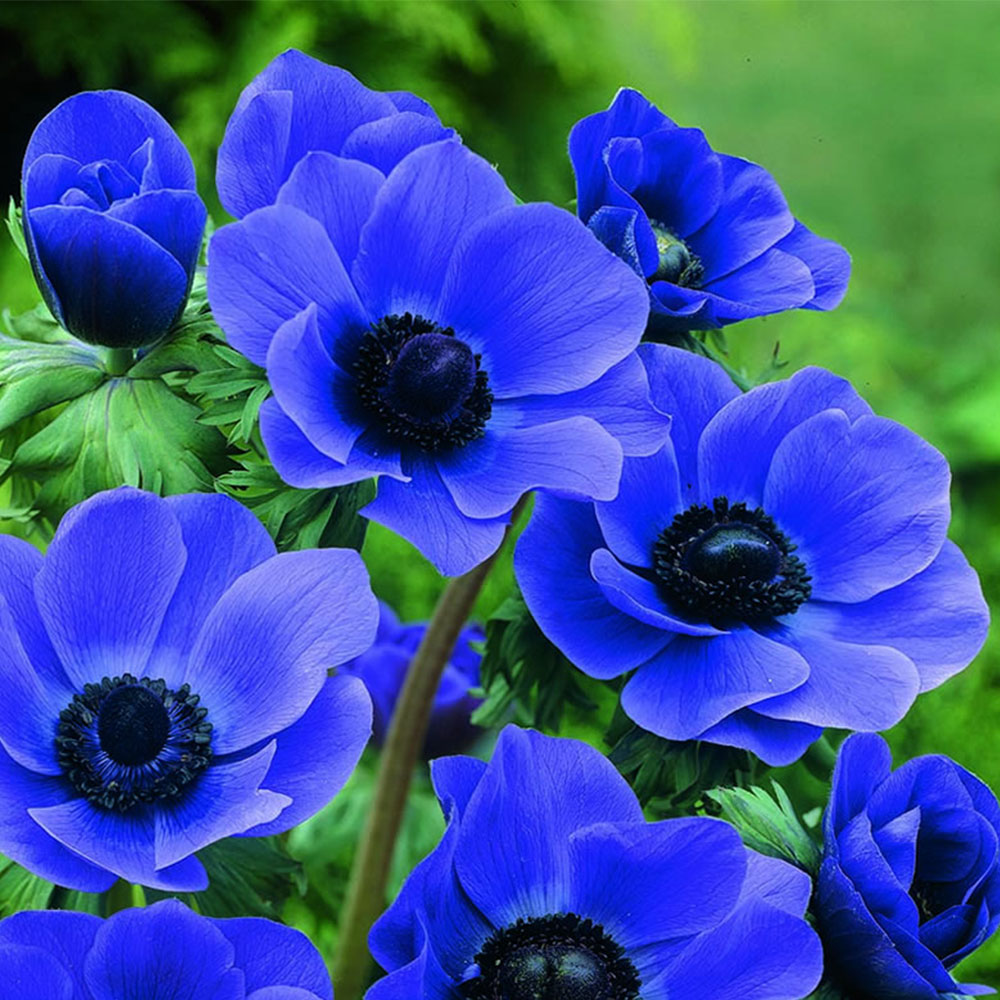 Wilko Anemones De Caen Mr Ruffell Blue Spring Planting Bulbs 15 Pack Image 2