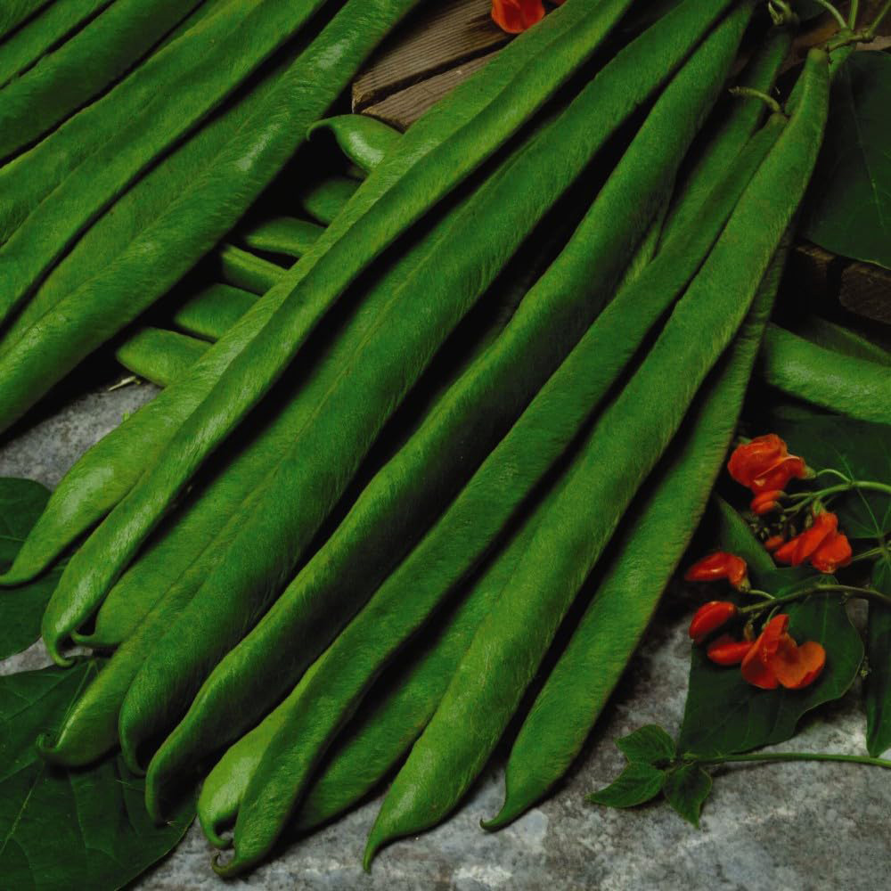 Thompson & Morgan Runner Bean Scarlet Empire Seeds Image 2