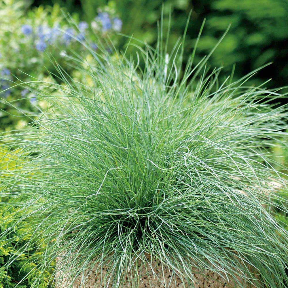 Johnsons Grass Festuca Glauca Seed Image 1