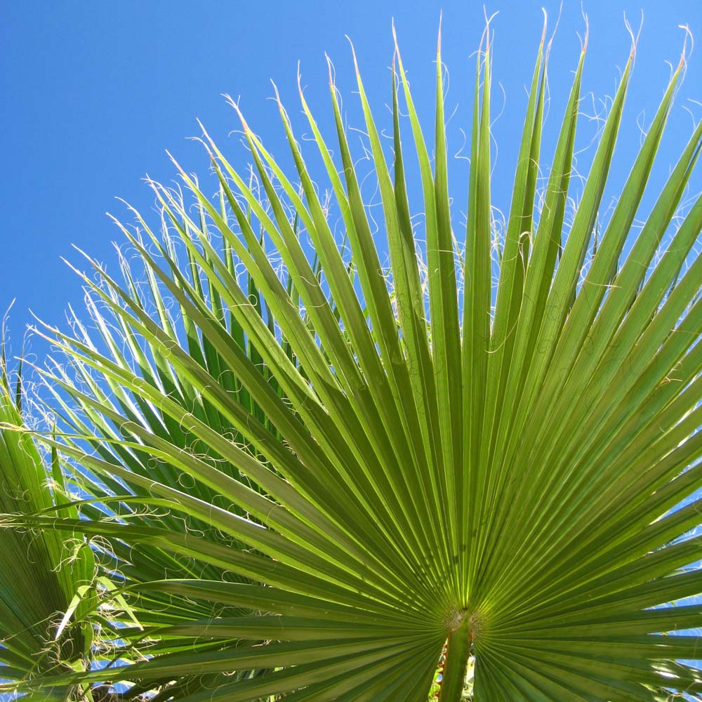 YouGarden Washingtonia Palm 20cm 75-90cm Image 1