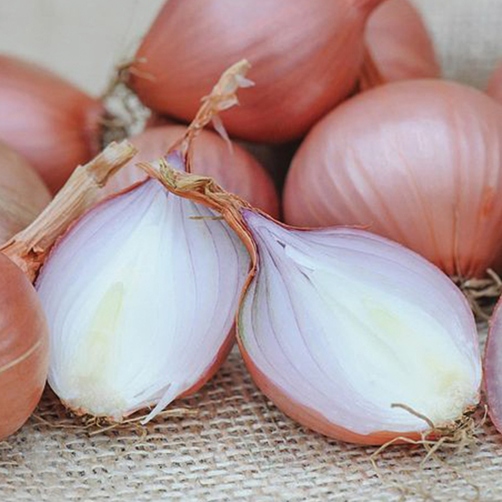 Thompson & Morgan Shallot Lorient Seeds Image 1