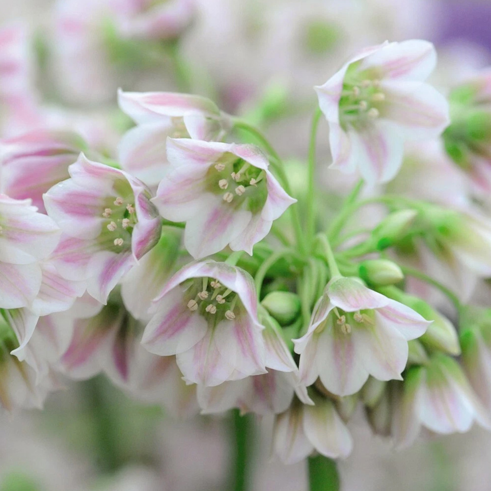 Thompson and Morgan Nectaroscordum Siculum Autumn Planting Bulb 20 Pack Image 1