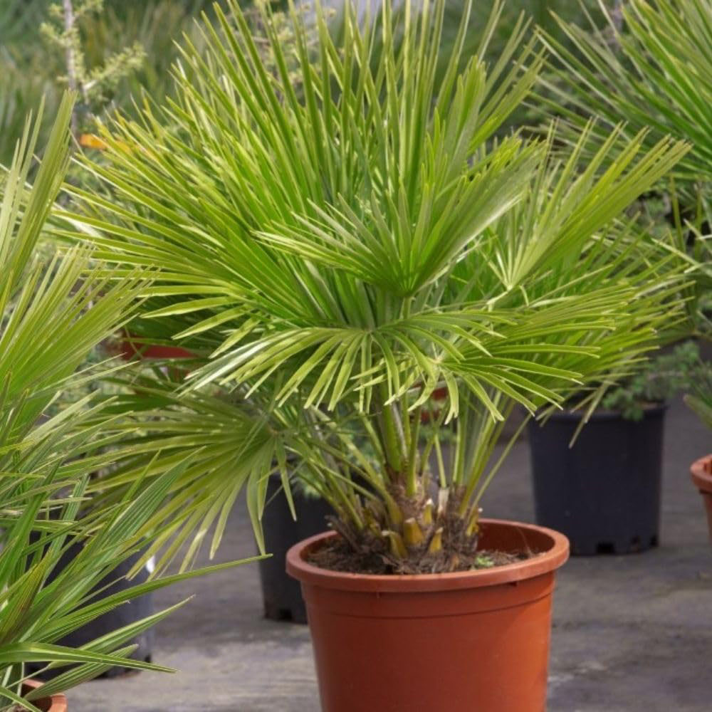 Thompson and Morgan Chamaerops Humilis Vulcano Plant Pot 22cm Image 2
