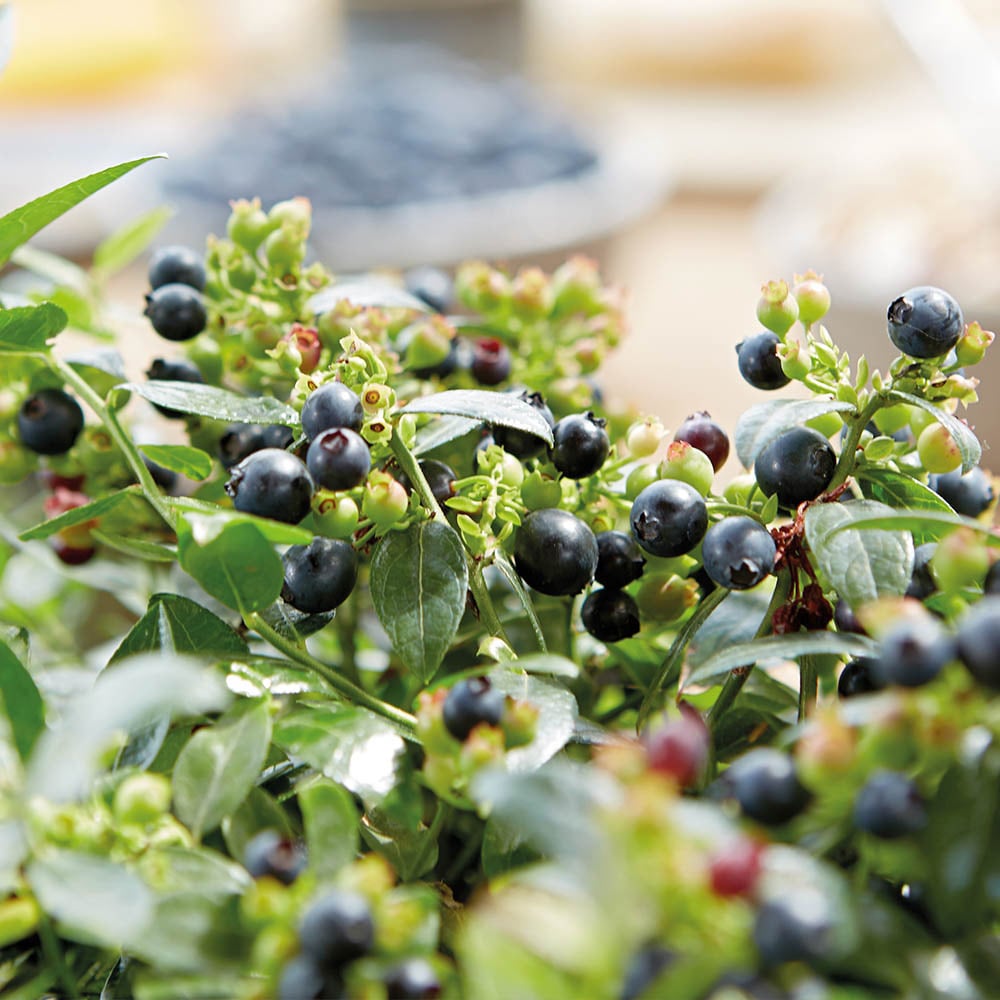 YouGarden Blueberry Berrybux Plant Pot 10.5cm 3 Pack Image 1